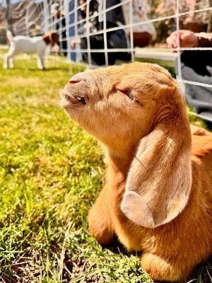 A little bushy goat basks with grass under its belly in the sunlight.