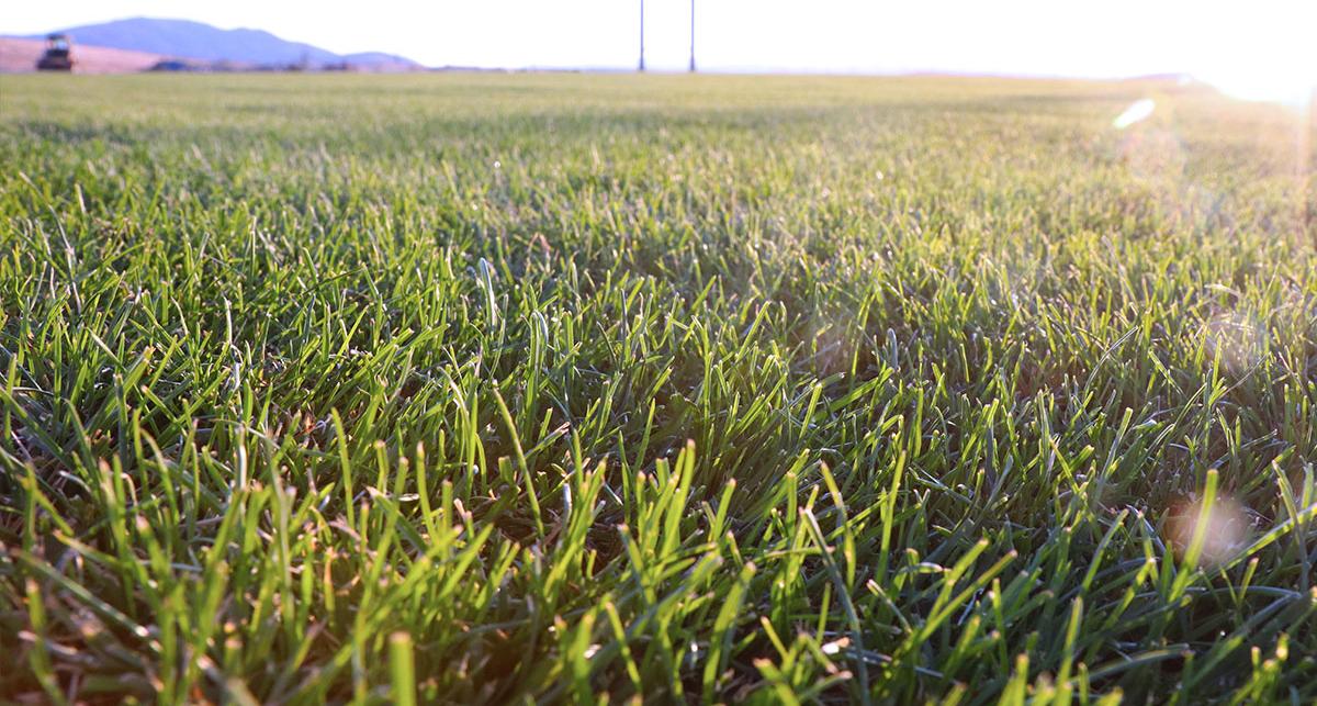 Grass at the soccer field.