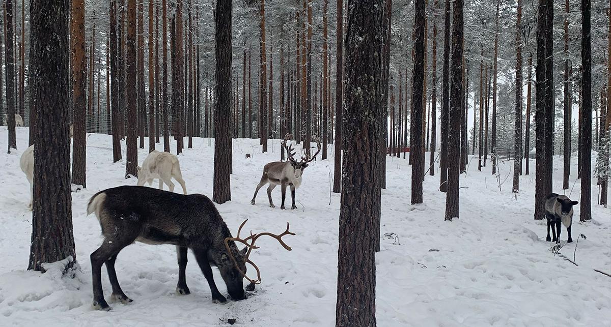 Reindeer grazing in a snowy forest.