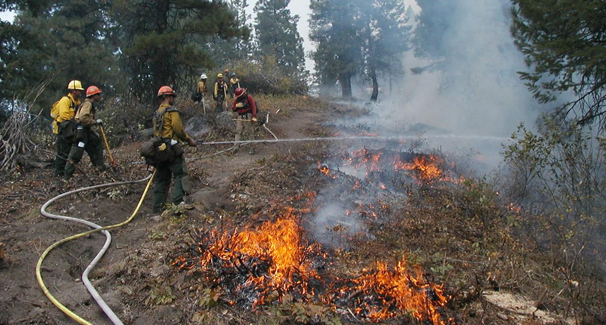 Firefighters hold water to a forest fire