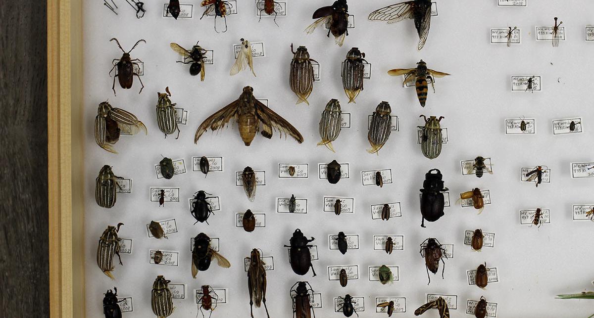 Bugs on display with their names