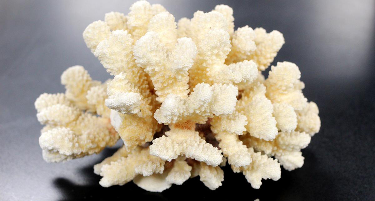 A piece of Coral