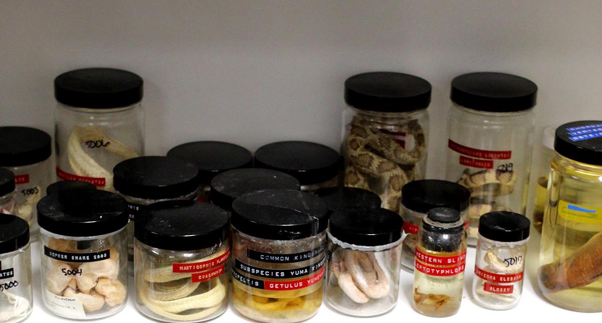 Jars with Specimens inside