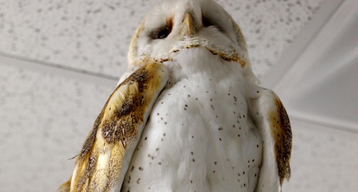 Owl on display