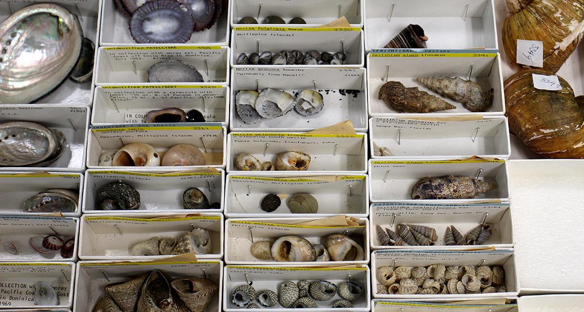 Sea Shells organized in boxes