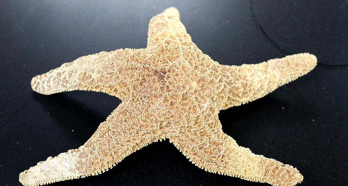 A starfish