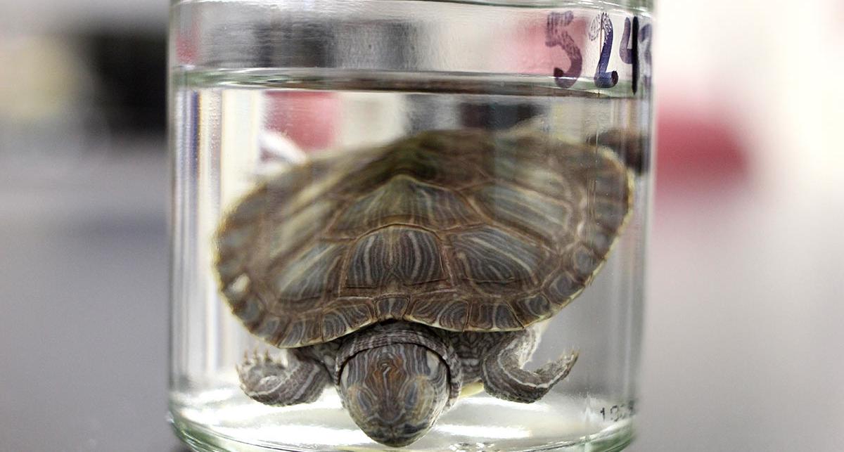 A turtle in a jar