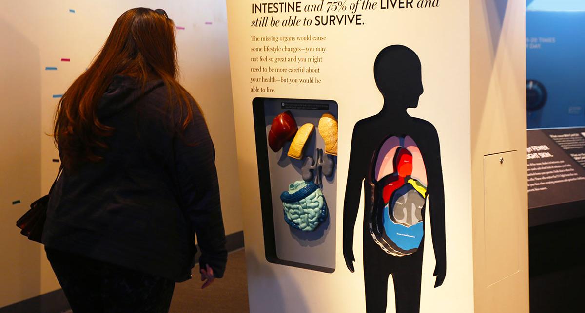 A student looking at an exhibition containing information and visuals on the human body.