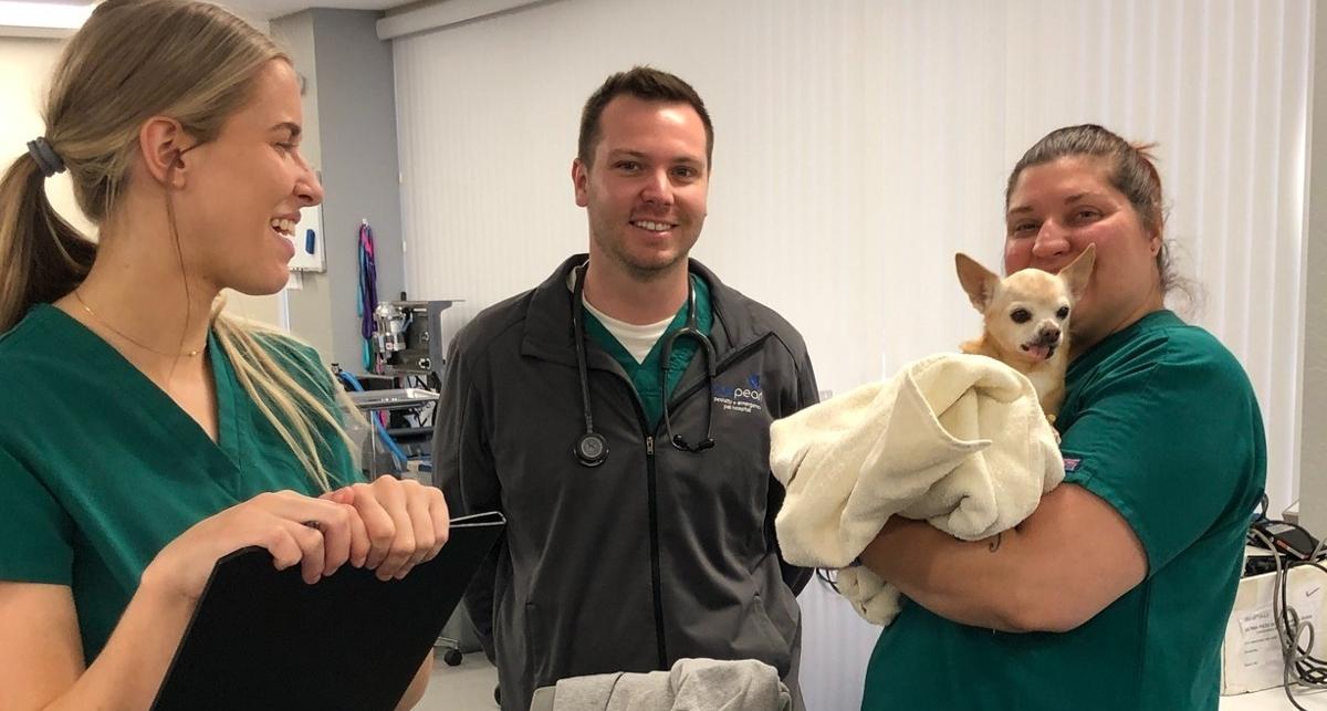 Vet nursing students taking care of animal rescue patient.