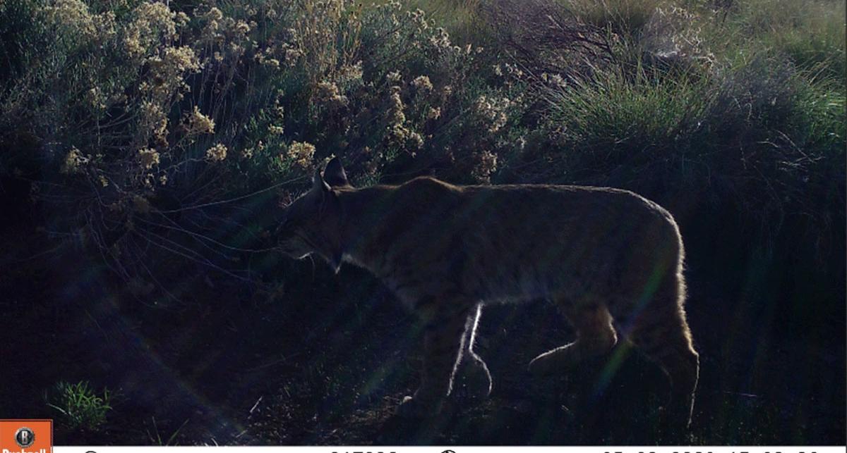 A bobcat caught by a game camera during the first phase of Dr. Gray's bobcat research.