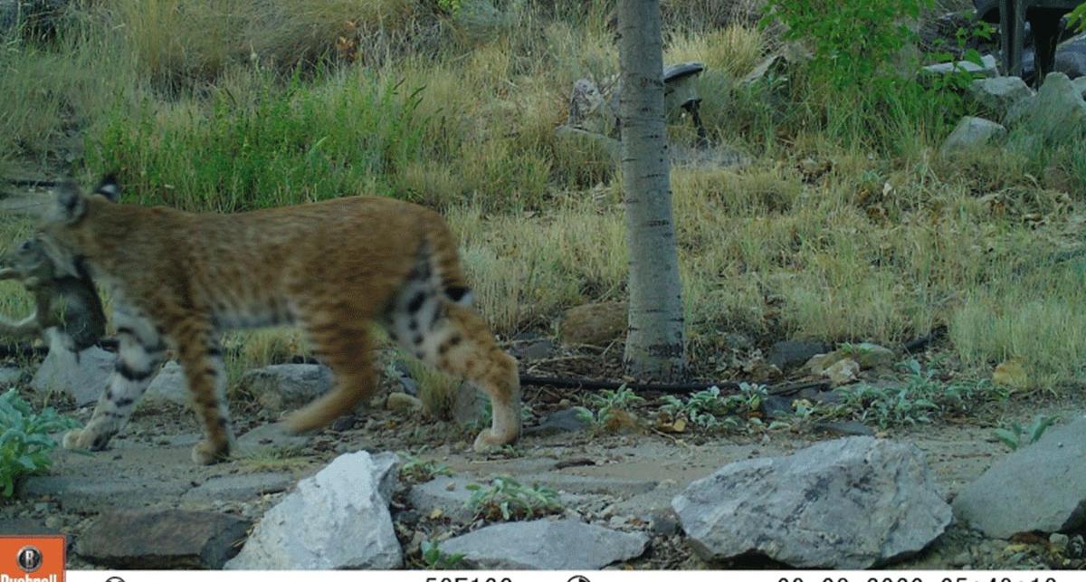 A bobcat with its prey caught in one of Dr. Gray's "camera traps."