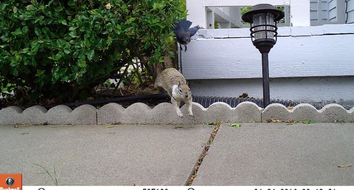 Other animals were also captured by the camera traps as a part of the research into bobcat populations.