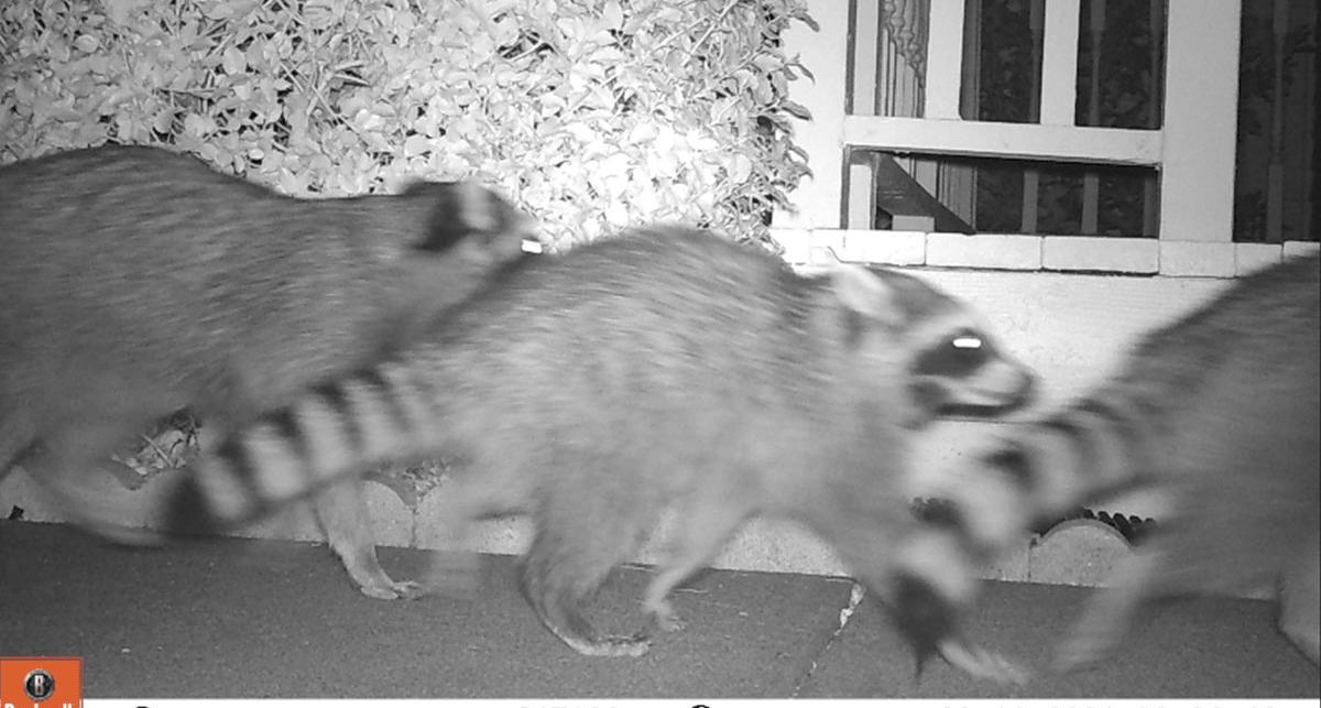 Raccoons are also active during the evening and morning hours that bobcats are.