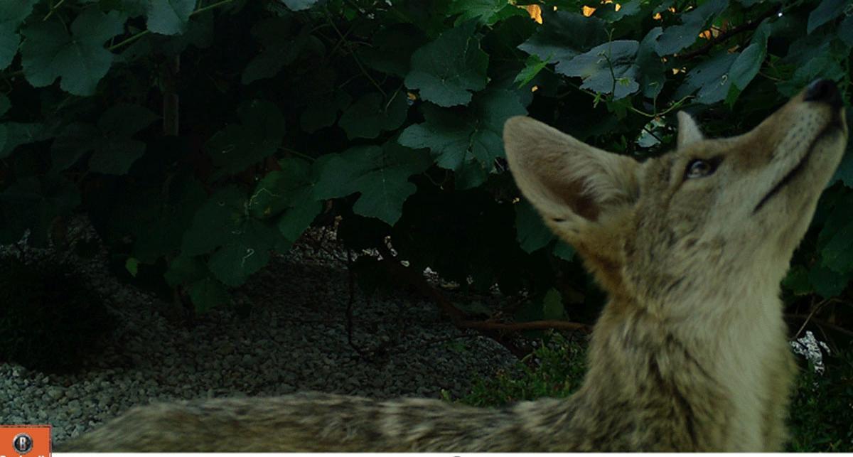 Coyotes are another predator with which humans often share urban spaces.