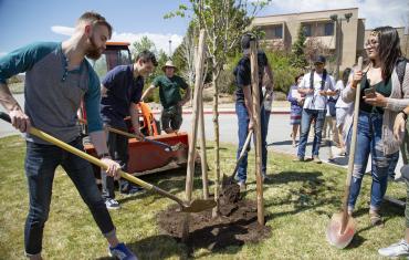 Tree Digging