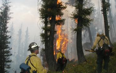 Wildland Fire