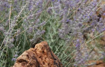 lizard in the garden