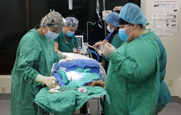 Students performing a surgery on a Dog