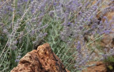 Lizard Garden